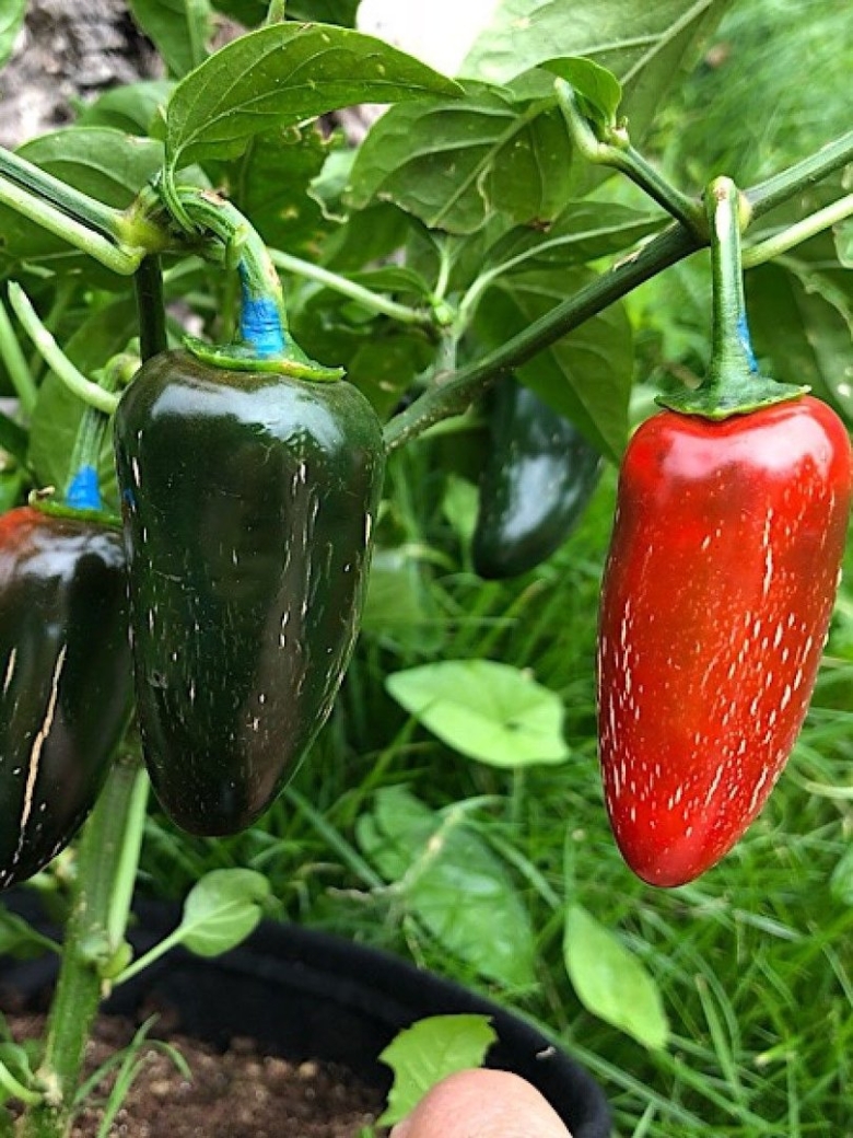 Перец халапеньо рассада