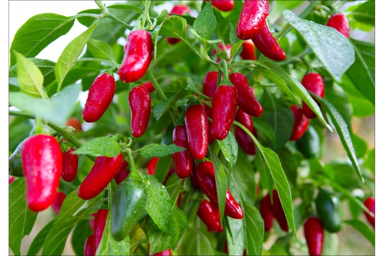 Перец острый халапеньо аэлита