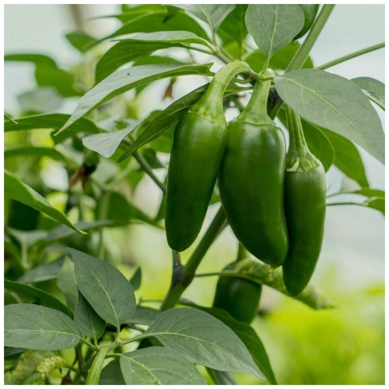 Перец халапеньо куст