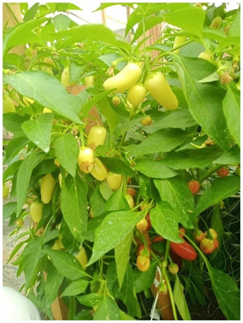 Халапеньо Вайт