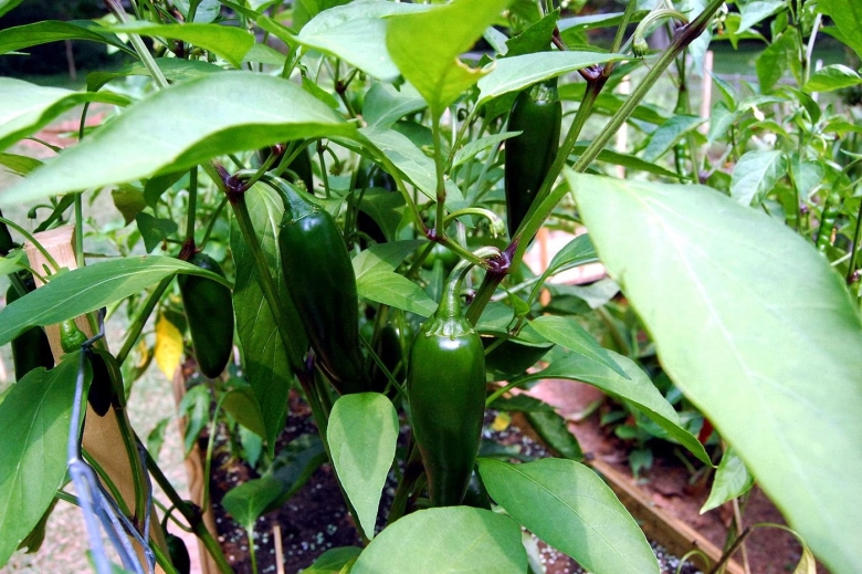 Горький перец халапеньо