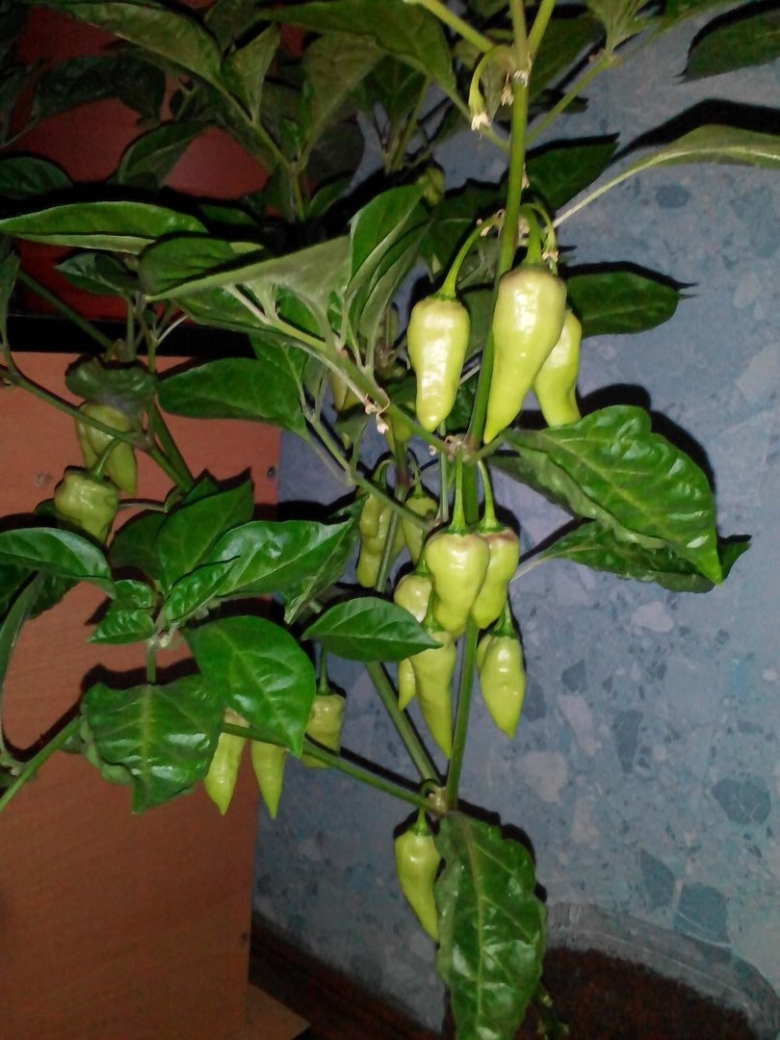 Перец Хабанеро Уайт