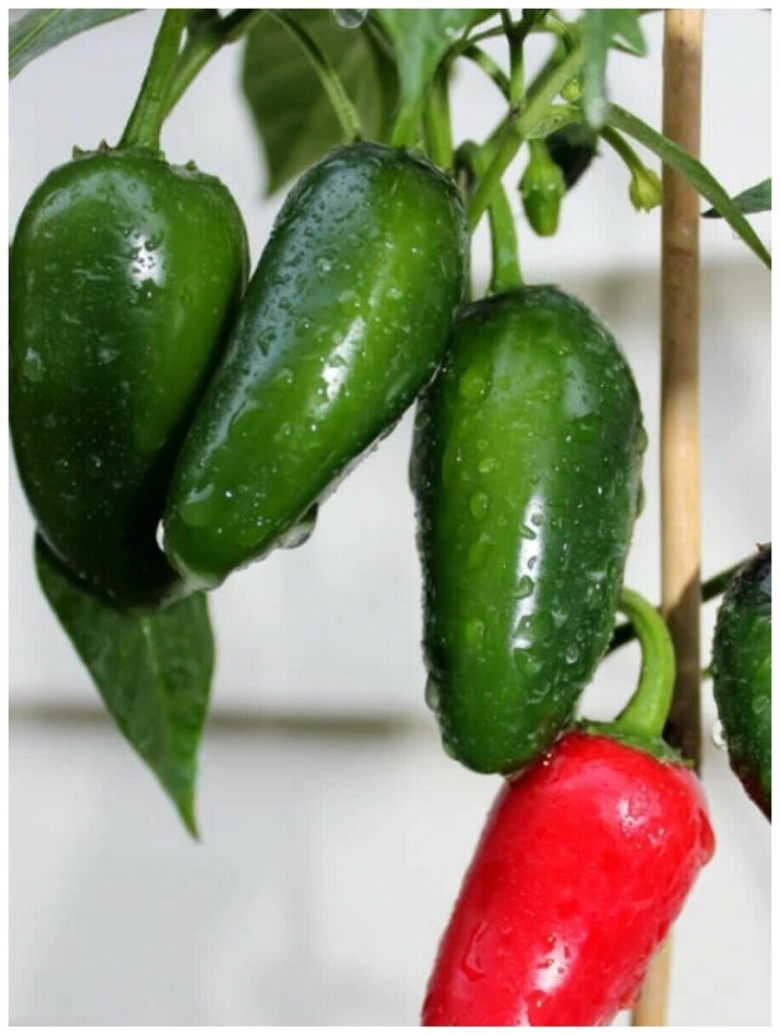 Перец халапеньо куст