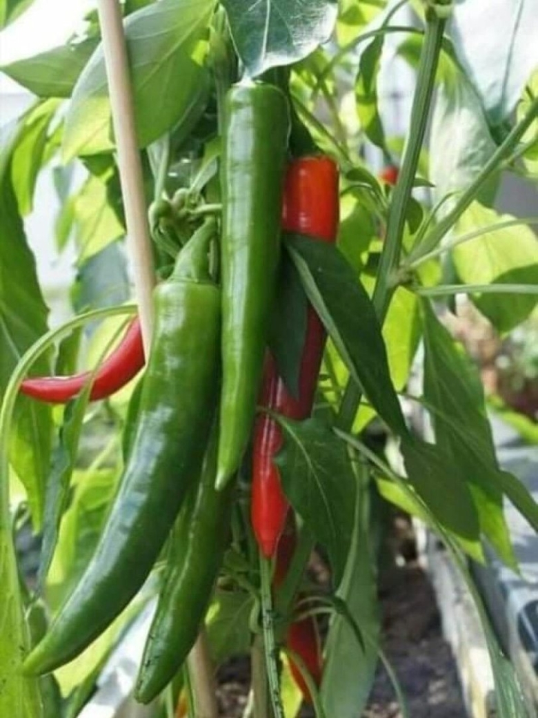 Халапеньо куст