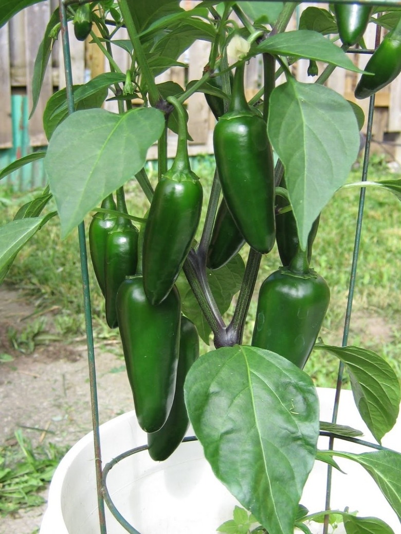 Острый перец Jalapeno