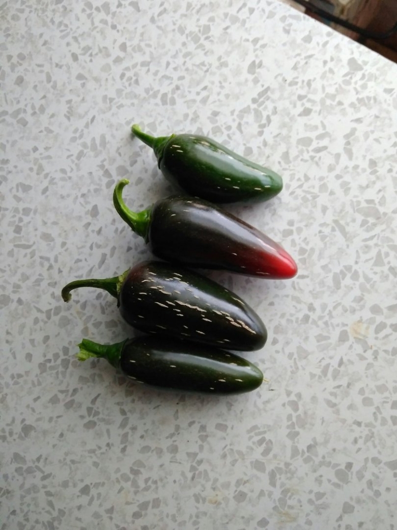 Халапеньо в домашних условиях