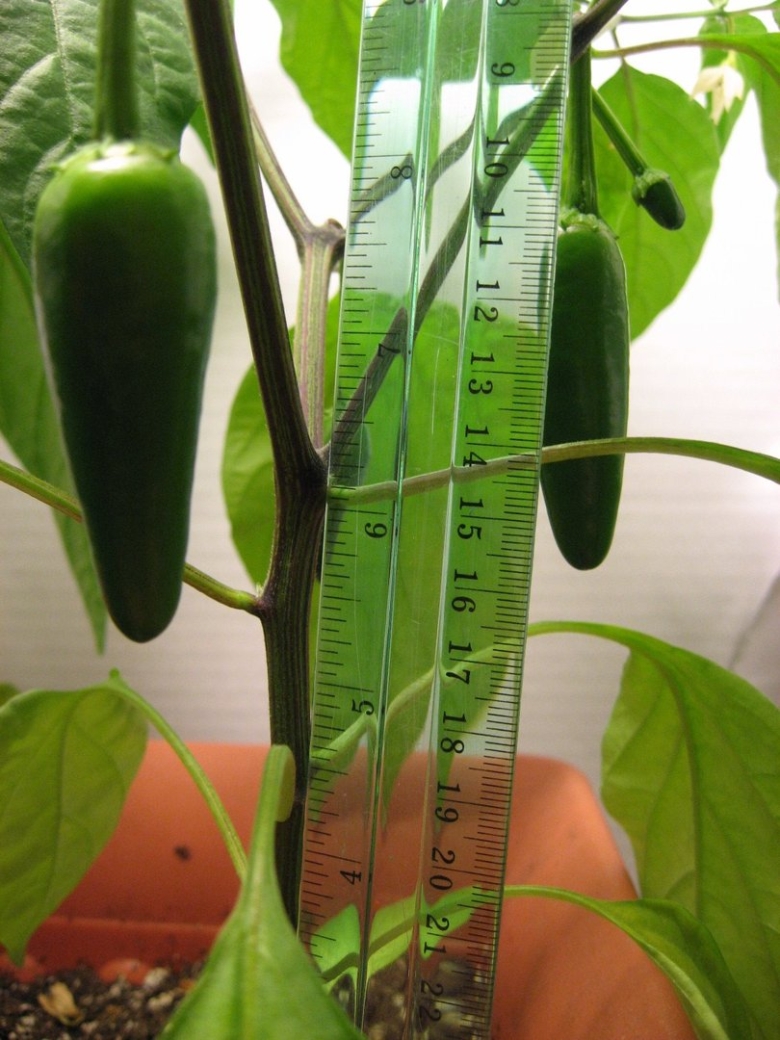 Перец халапеньо растение