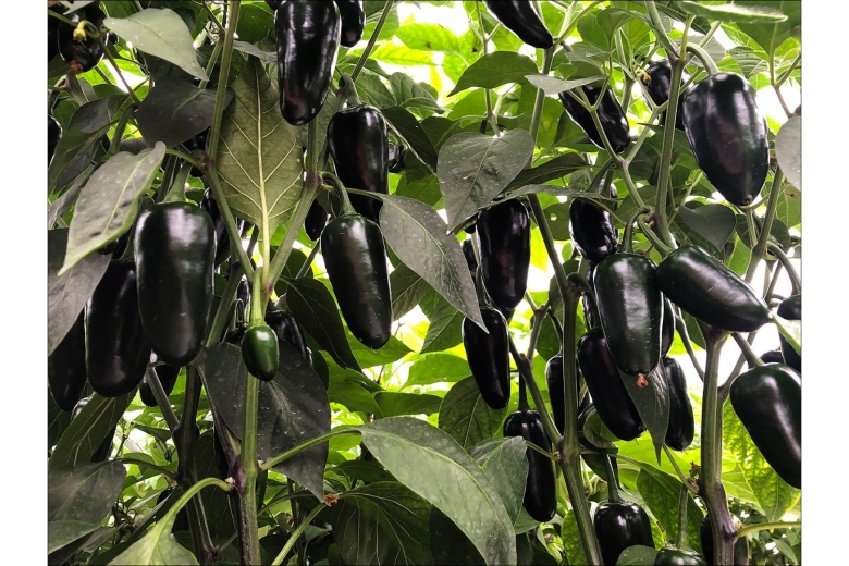 Халапеньо Блэк перец