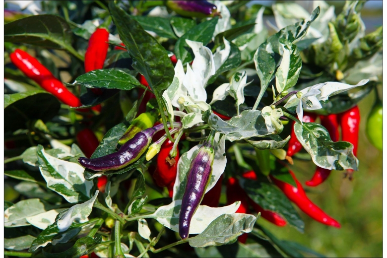 Самый острый перец в мире