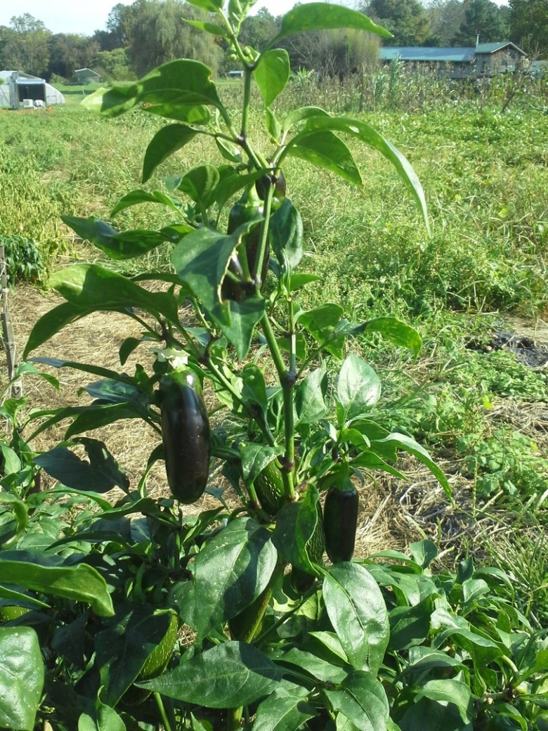 Перец халапеньо рассада