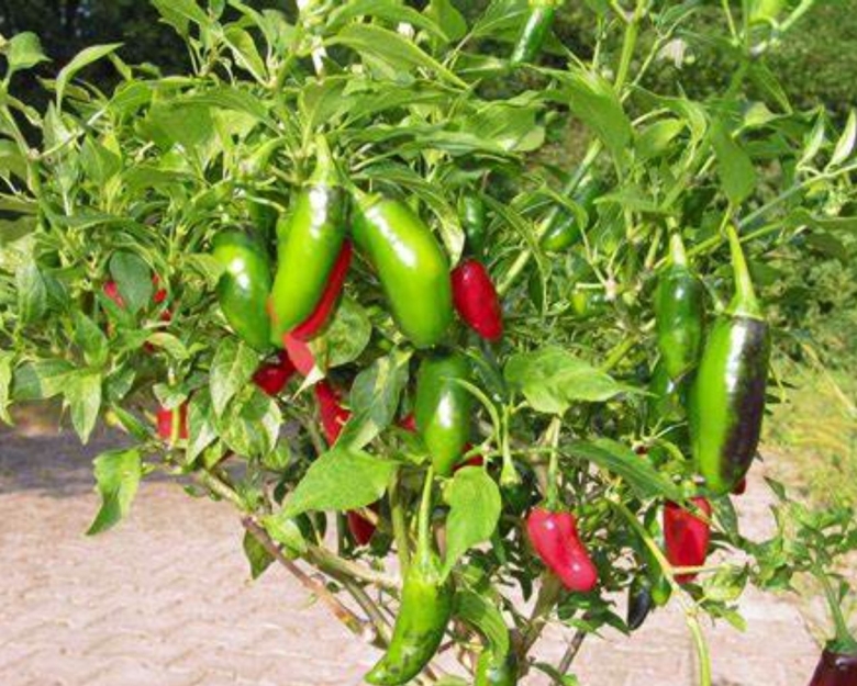 Перец халапеньо растение