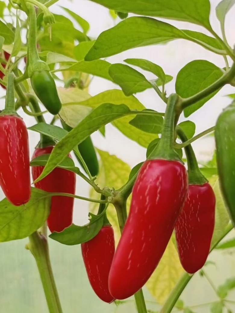 Халапеньо сорта перца