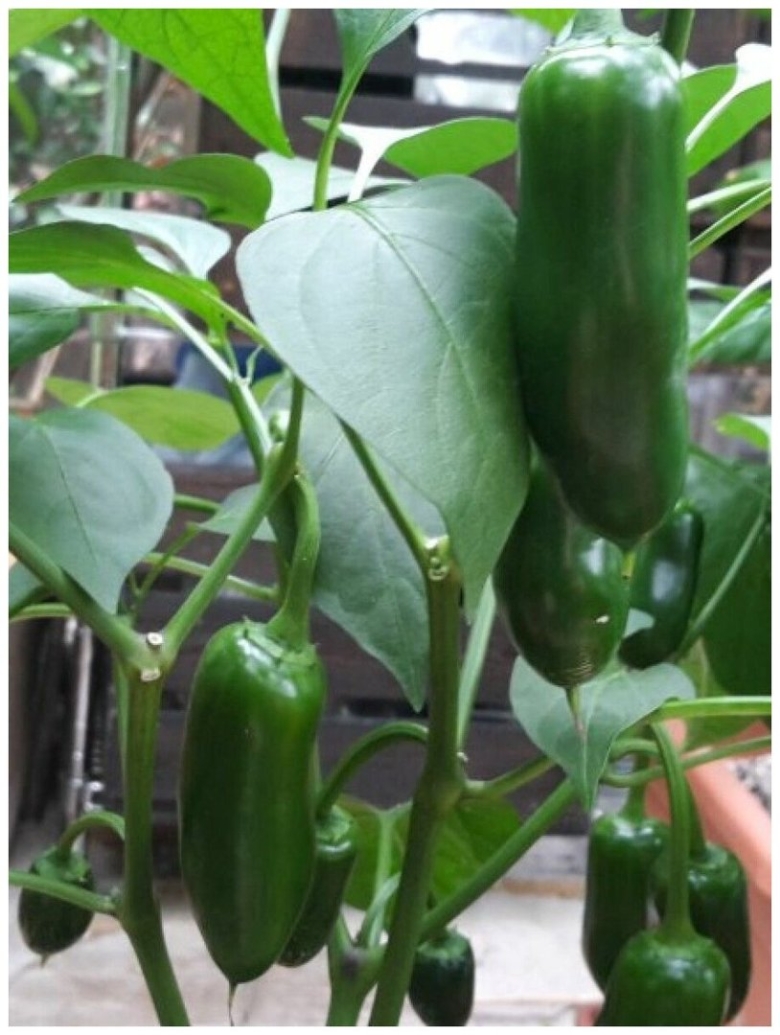 Перец халапеньо семена