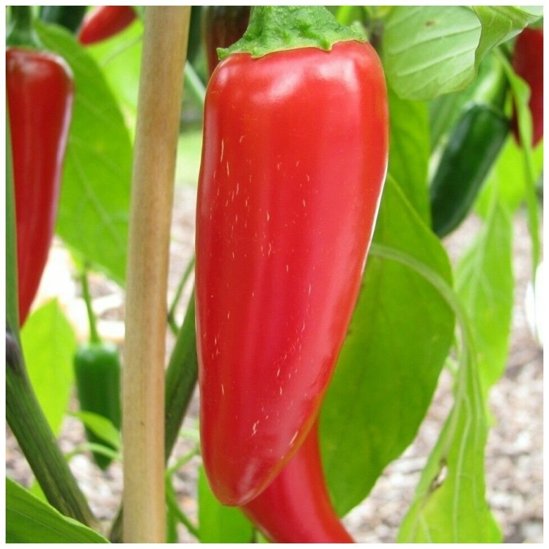 Острый перец Jalapeno
