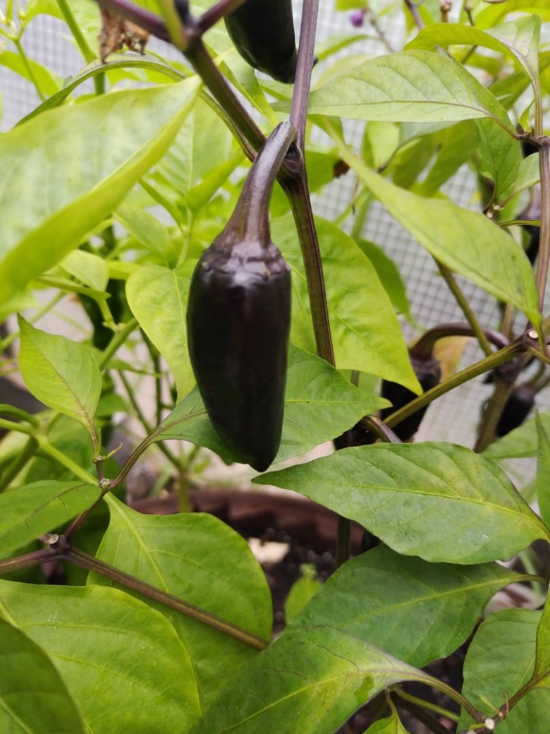 Перец Блэк Хунгариан