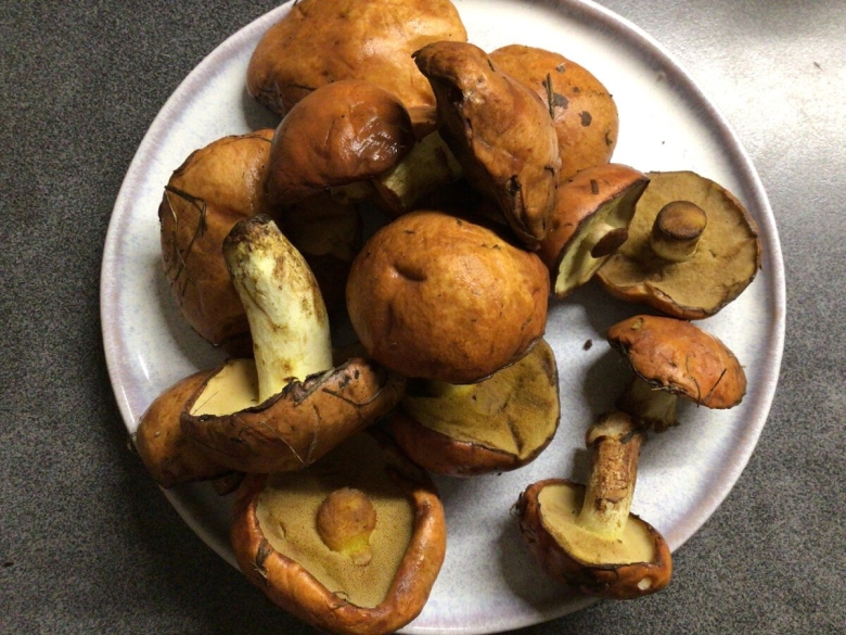 Маслята гриб