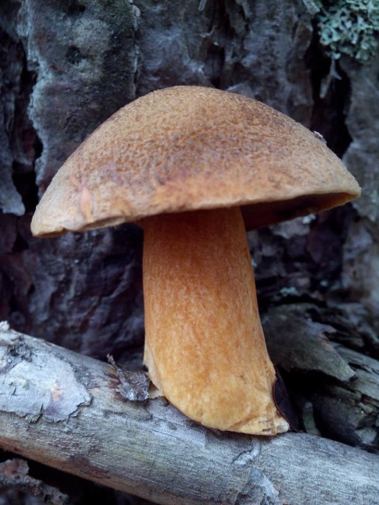 Масленок желто бурый