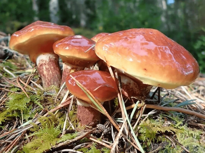 Лиственничный масленок гриб