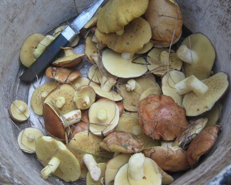 Грибы маслята в ведре