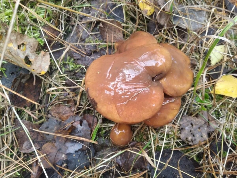 Гриб масленок переросший