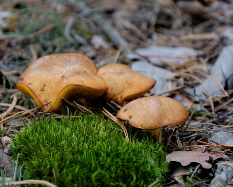 Маслята в Сосновом Бору
