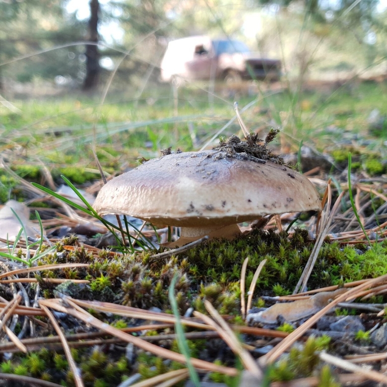 Гриб в лесу