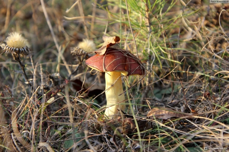 Гриб боровой масленок