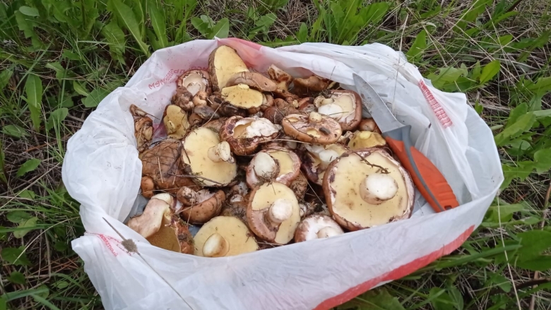 Грибные места Вологодской области