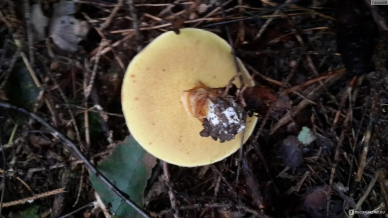 Масленок желто бурый