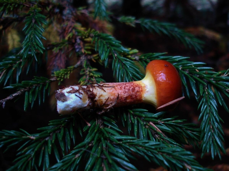 Масленок лиственничный съедобный