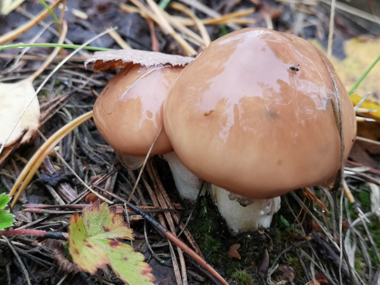 Боровой масленок