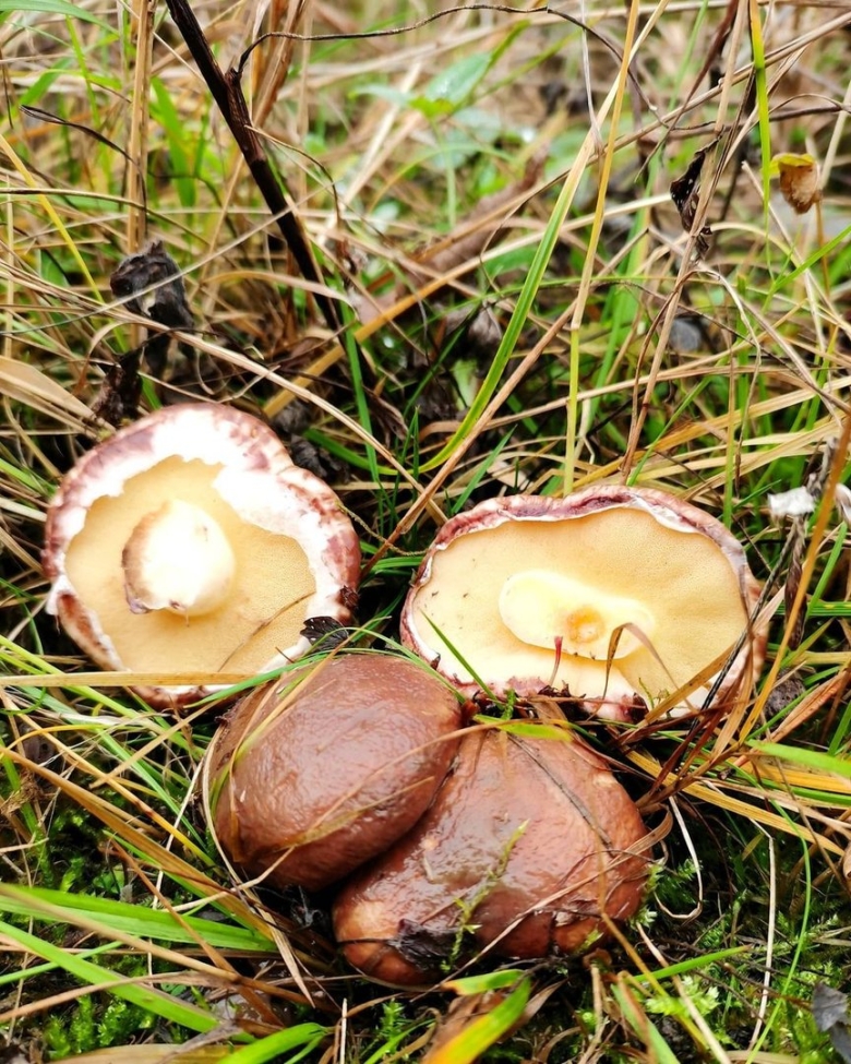 Маслята луговые