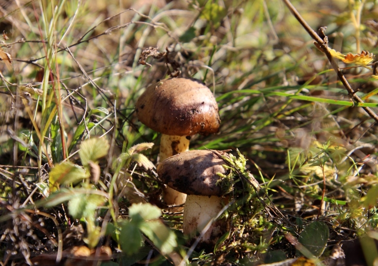 Боровой масленок моховик