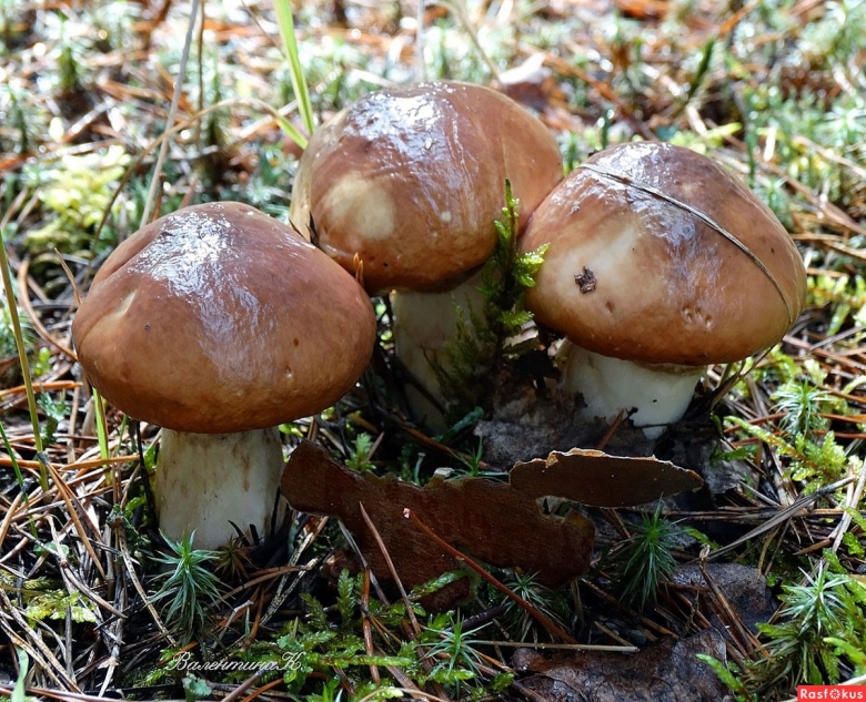 Съедобные грибы маслята