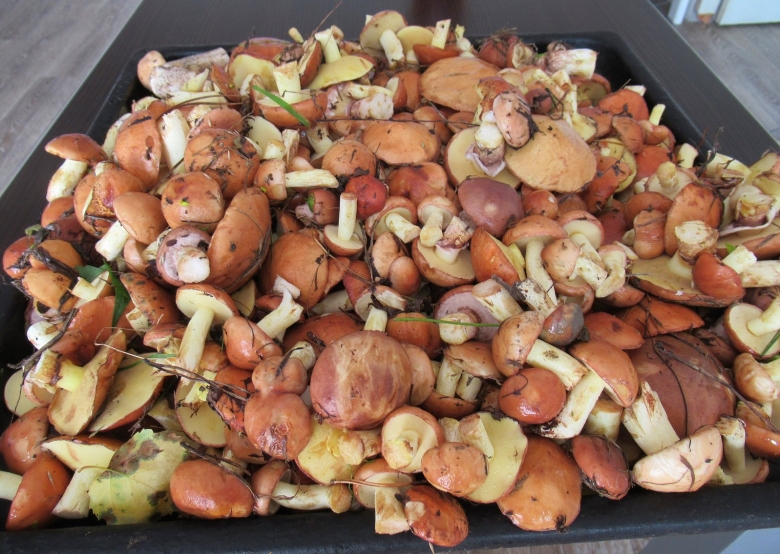 Маслята переростки