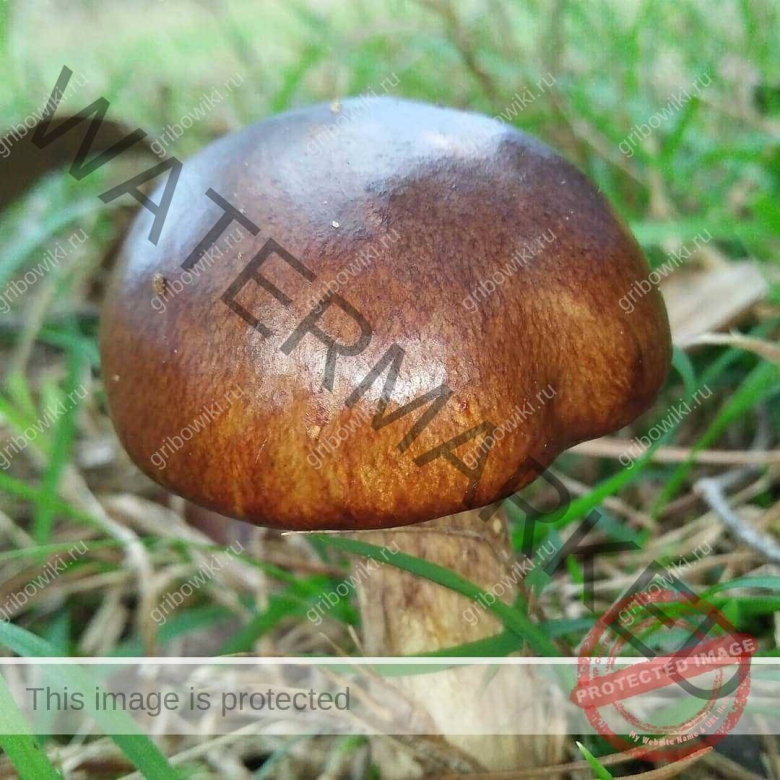 Пластинчатый масленок гриб