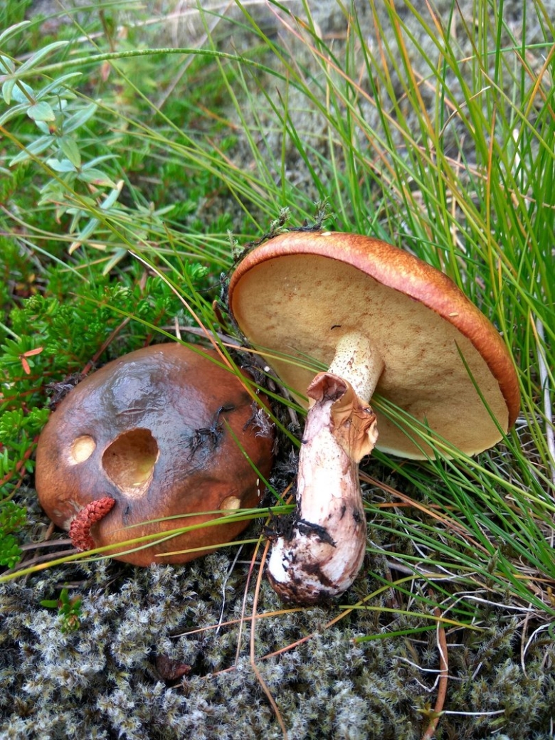 Масленок Пихтовый