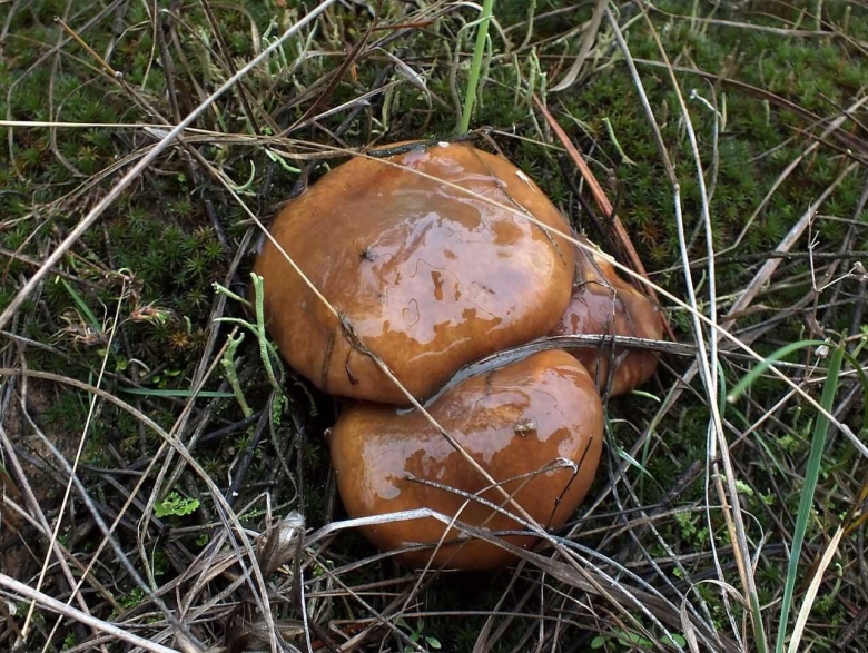 Гриб масленок