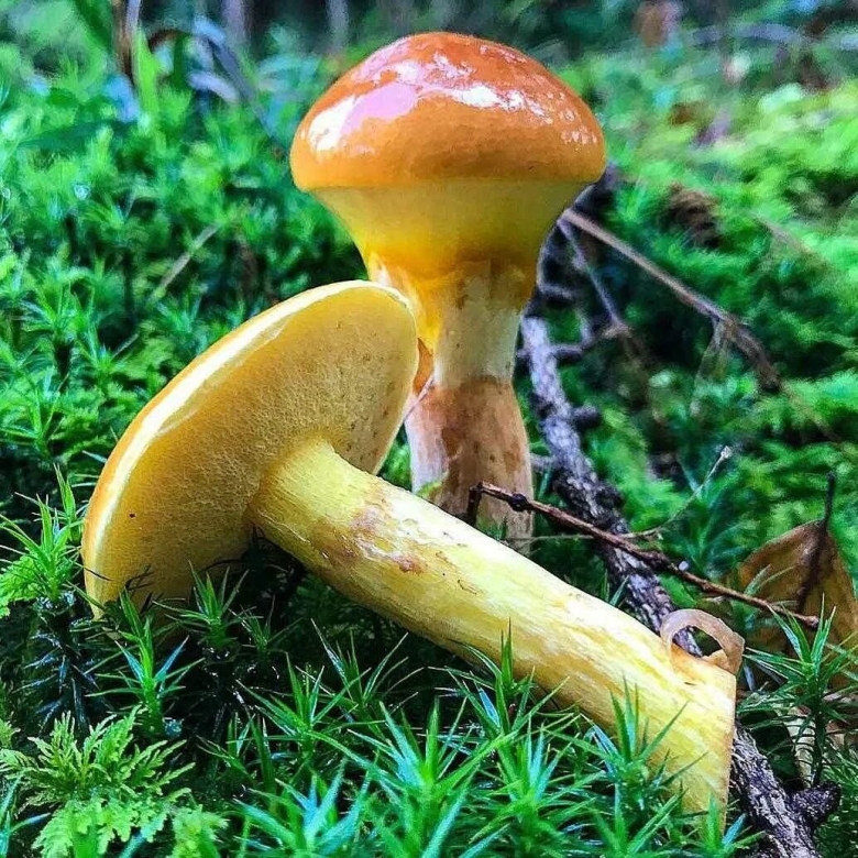 Масленок лиственничный