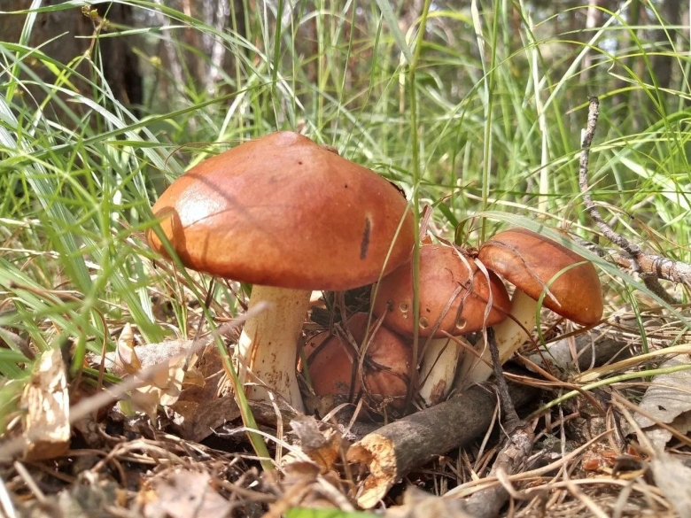 Маслёнок обыкновенный гриб