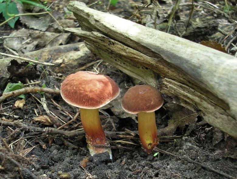 Гриб моховик лиственничный