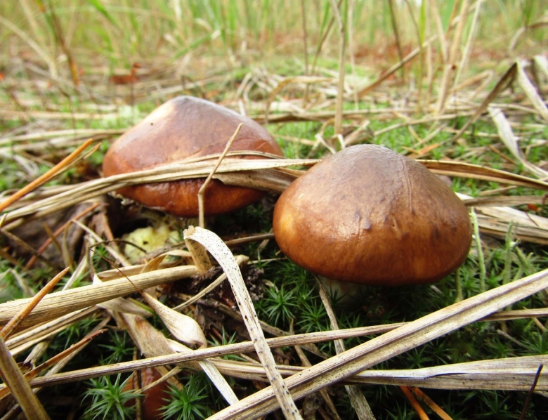 Гриб Боровой масленок