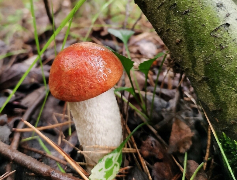 Грибы в Подмосковье