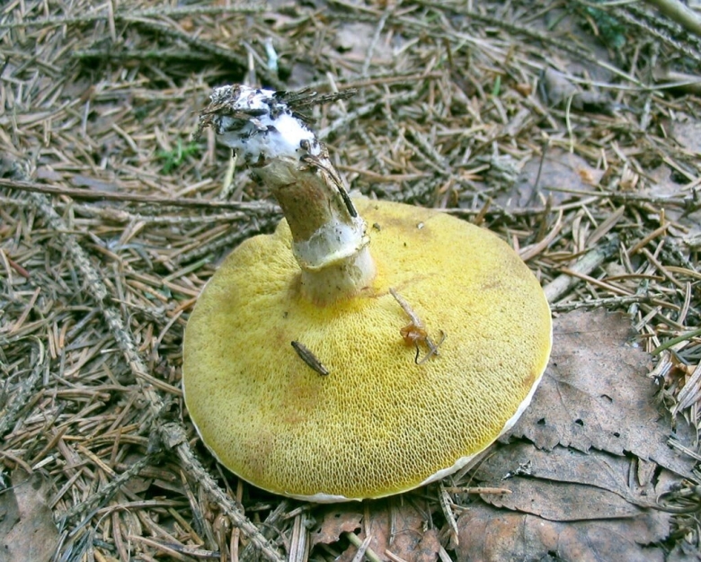 Масленок лиственничный