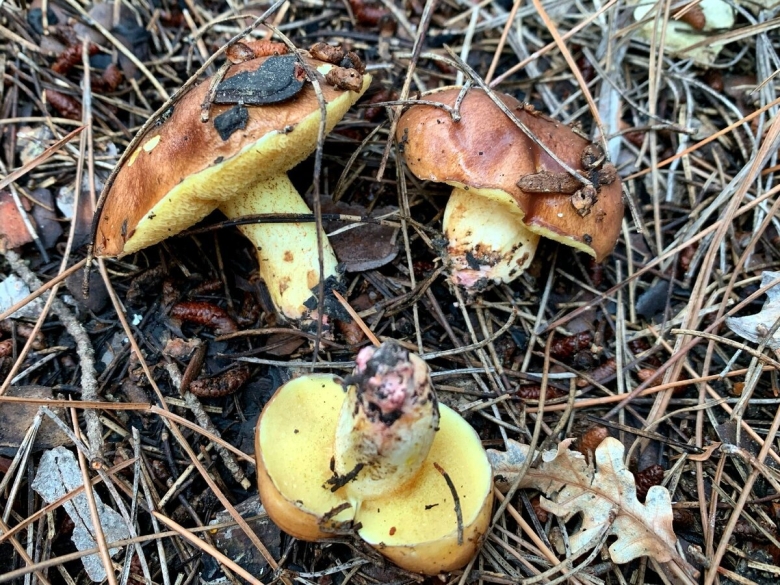 Грибы Краснодарский край маслята