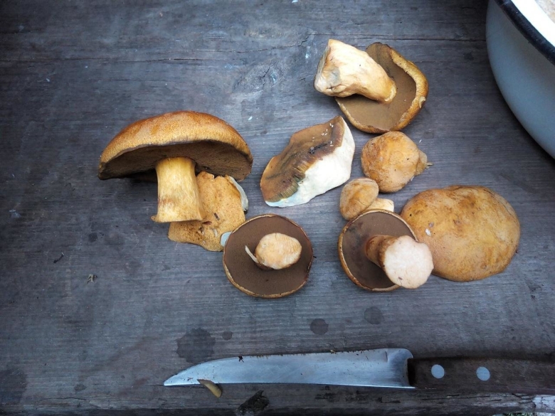 Гриб Боровой масленок