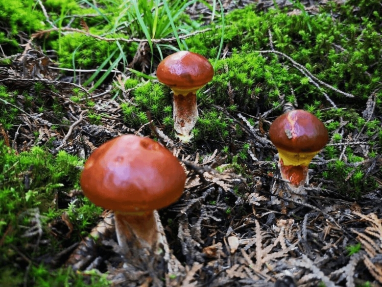 Где растут маслята