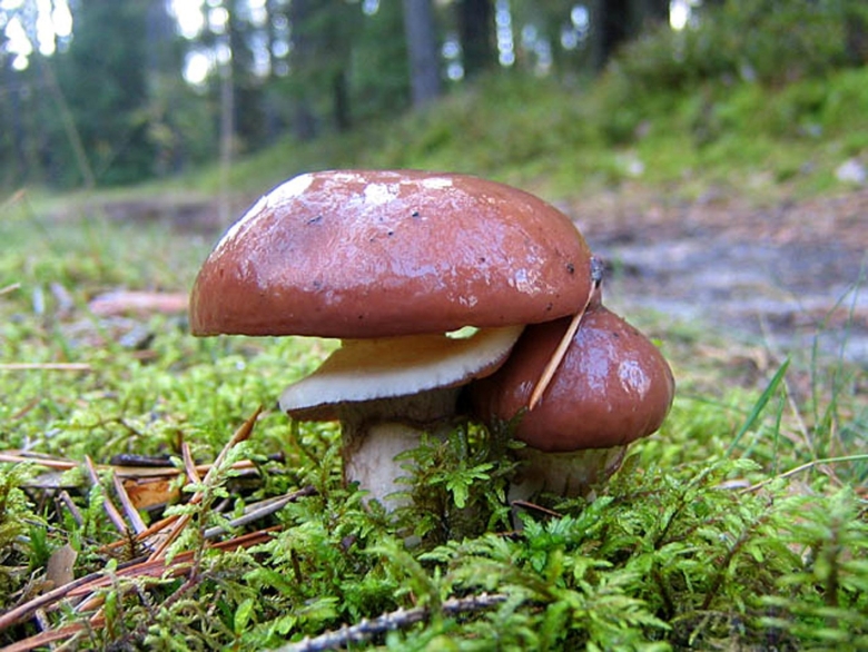 Съедобные грибы маслята