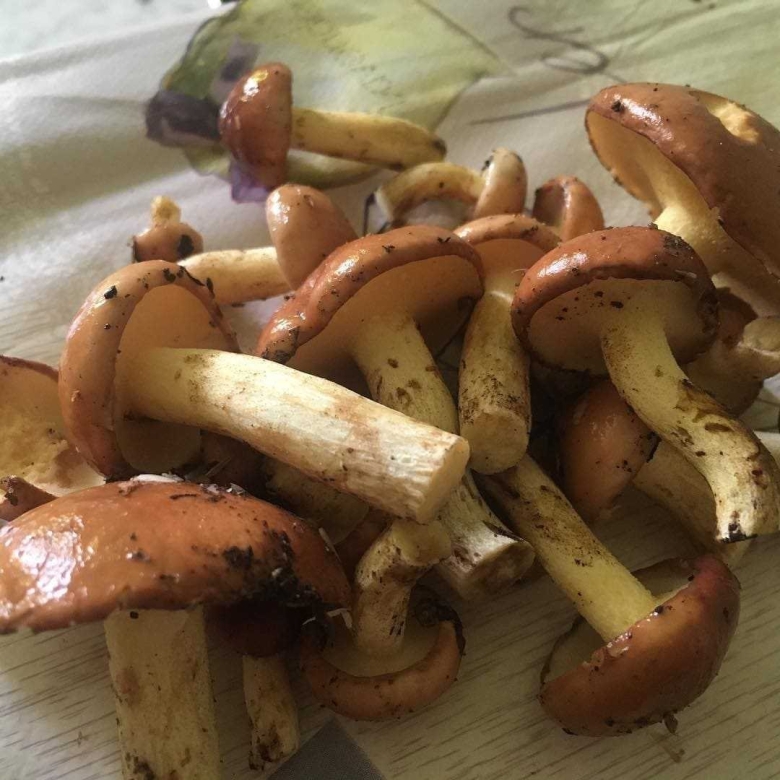 Маслёнок зернистый