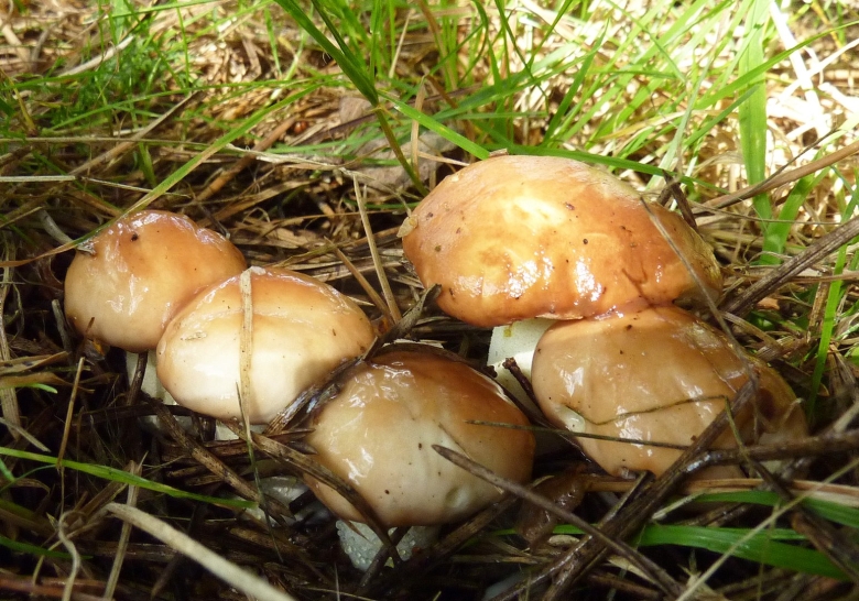 Маслята луговые